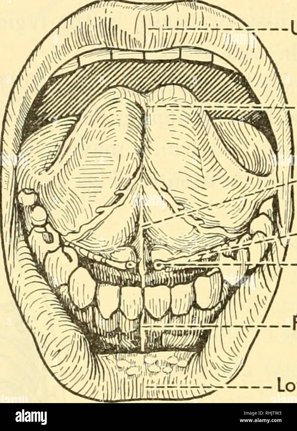. Biology of the vertebrates : a comparative study of man and his animal allies. Vertebrates; Vertebrates -- Anatomy; Anatomy, Comparative. 278 Biology of the Vertebrates diminishing in size from the region of the teeth backward. The rugae are more in evidence in human embryos than in adults, although they not in- frequently persist throughout life. They are wash-board like in character and find their highest development in such carnivores as cats and dogs (Fig. 228), where no doubt they aid in securing a surer grip upon any struggling victim that has been seized in the jaws. The surface of th Stock Photo