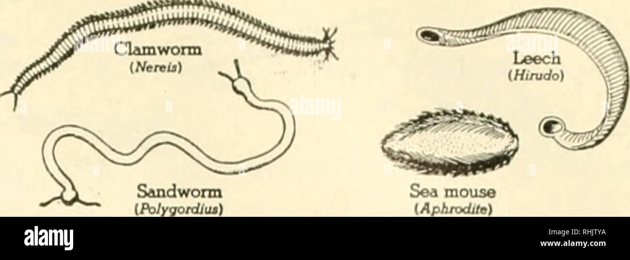 Mouse phylum top