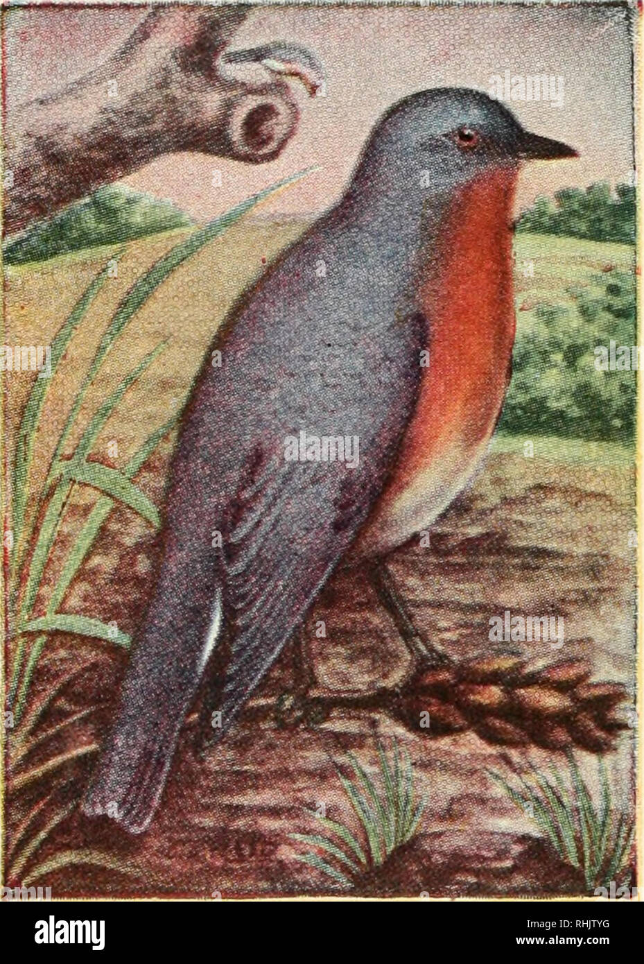 Bird Guide Land Birds East Of The Rockies From Parrots To Bluebirds Birds United States 766 Bluebird Sialia Sialis 7 Inches These Beautiful Gentle And Well Known Birds Spend The