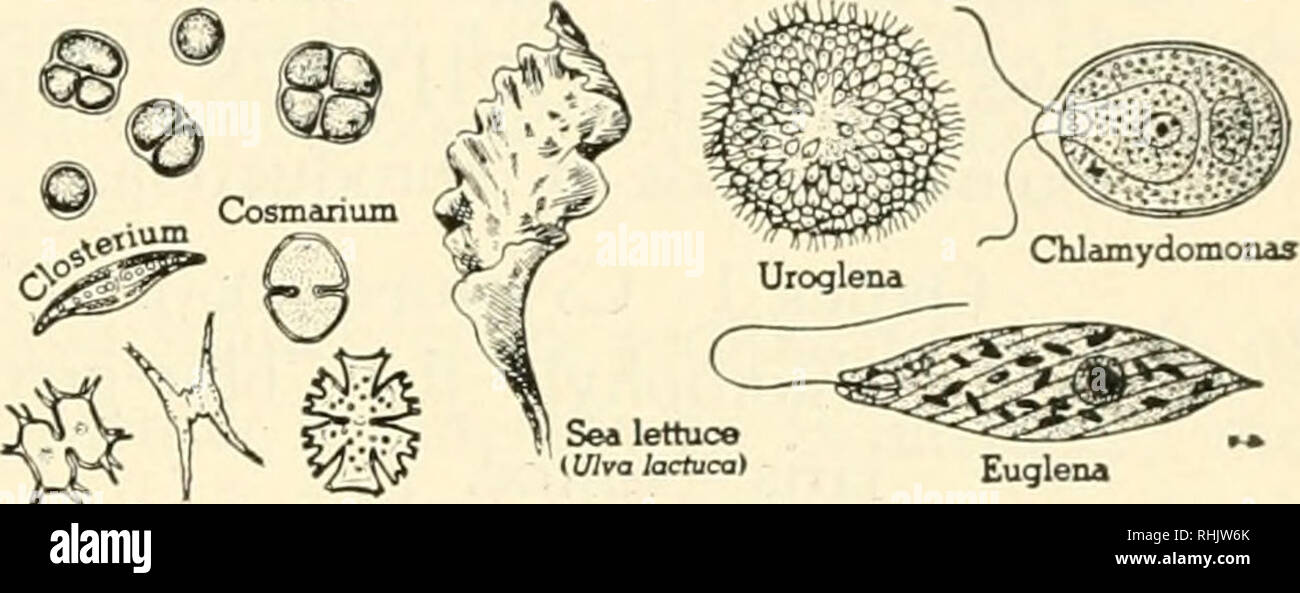 Biology And Man Biology Human Beings Sporangium Stauiastnim Miciasterim Xanthidium Euglena Euglena Is An Example Of A Group Of One Celled Chlorophyl Bearing Organisms That Are Sometimes Classed With The Green