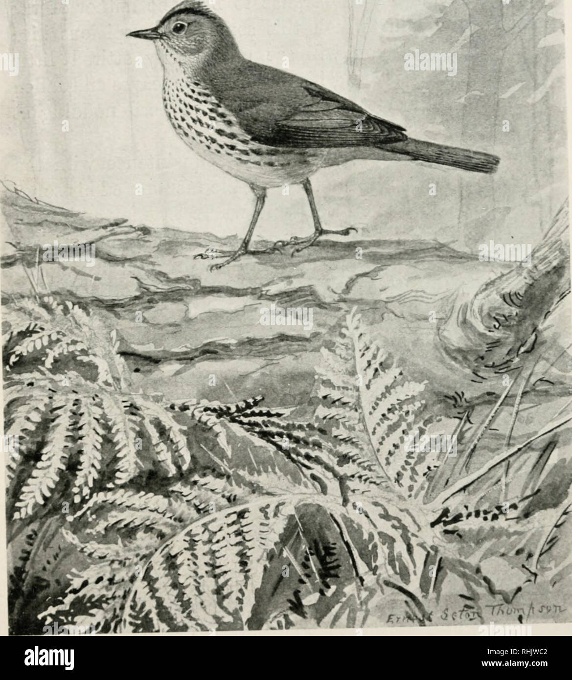 . Bird-life; a guide to the study of our common birds. Birds -- United States; Birds -- Juvenile literature. ri.ATK LXIII aud tail olive-green ; under parts black and white OVKN r.IRI). Length, 015 inches. Crown re.ldish bn.wn. h..rdered by black ; back, wings.. Please note that these images are extracted from scanned page images that may have been digitally enhanced for readability - coloration and appearance of these illustrations may not perfectly resemble the original work.. Chapman, Frank M. (Frank Michler), 1864-1945; Seton, Ernest Thompson, 1860-1946. New York, D. Appleton &amp; co. Stock Photo