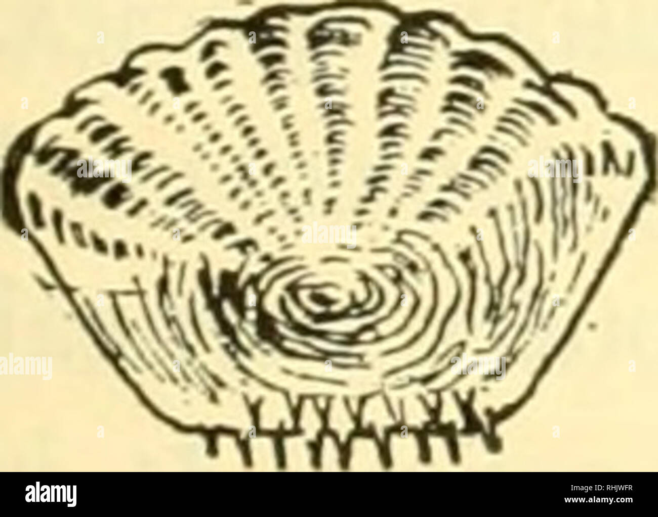 Cycloid scales hires stock photography and images Alamy