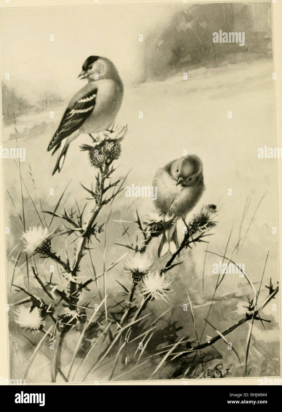 томпсон уличный певец. уличный певец. уличный певец сетон-томпсон рисунок. уличный певец сетон-томпсон рисунок. уличный певец сетон-томпсон иллюстрации.