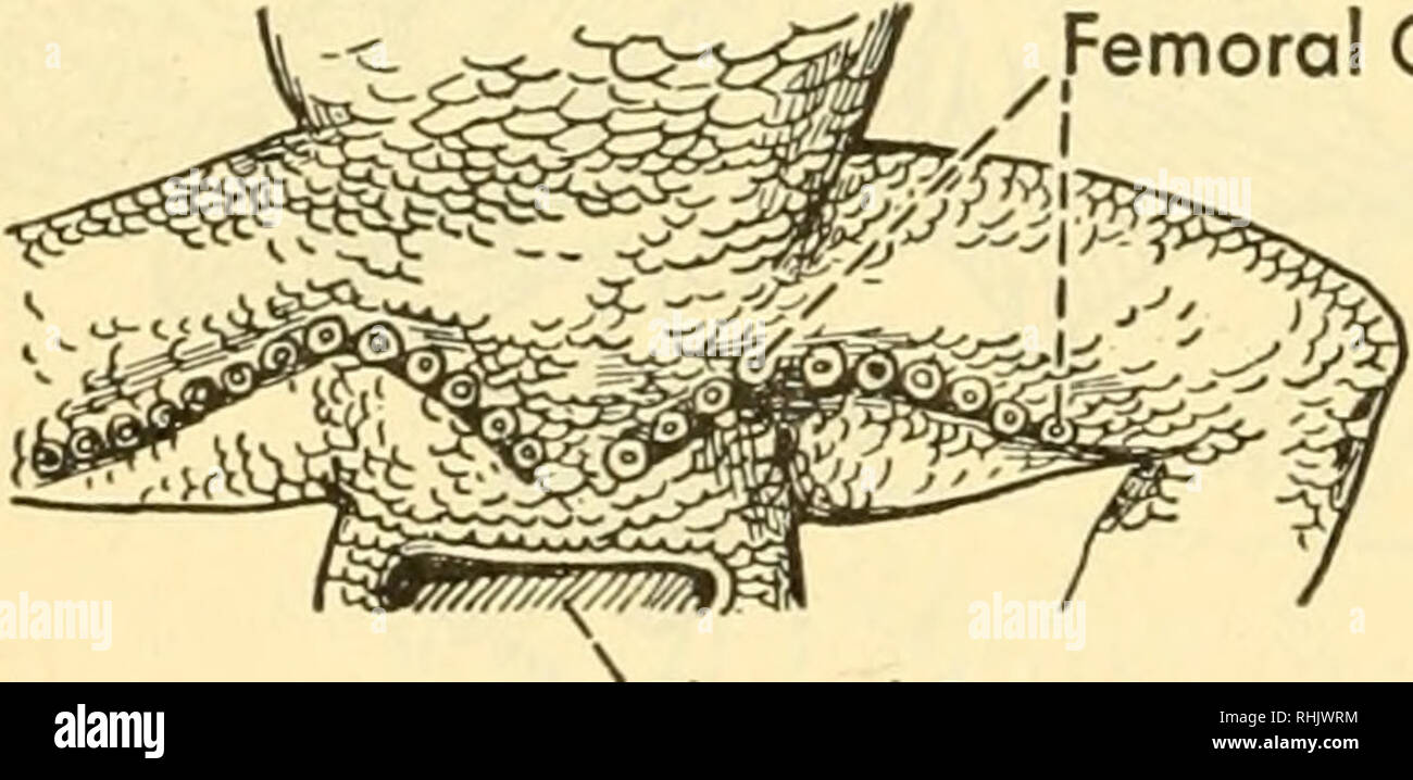 Biology of the vertebrates a comparative study of man and his