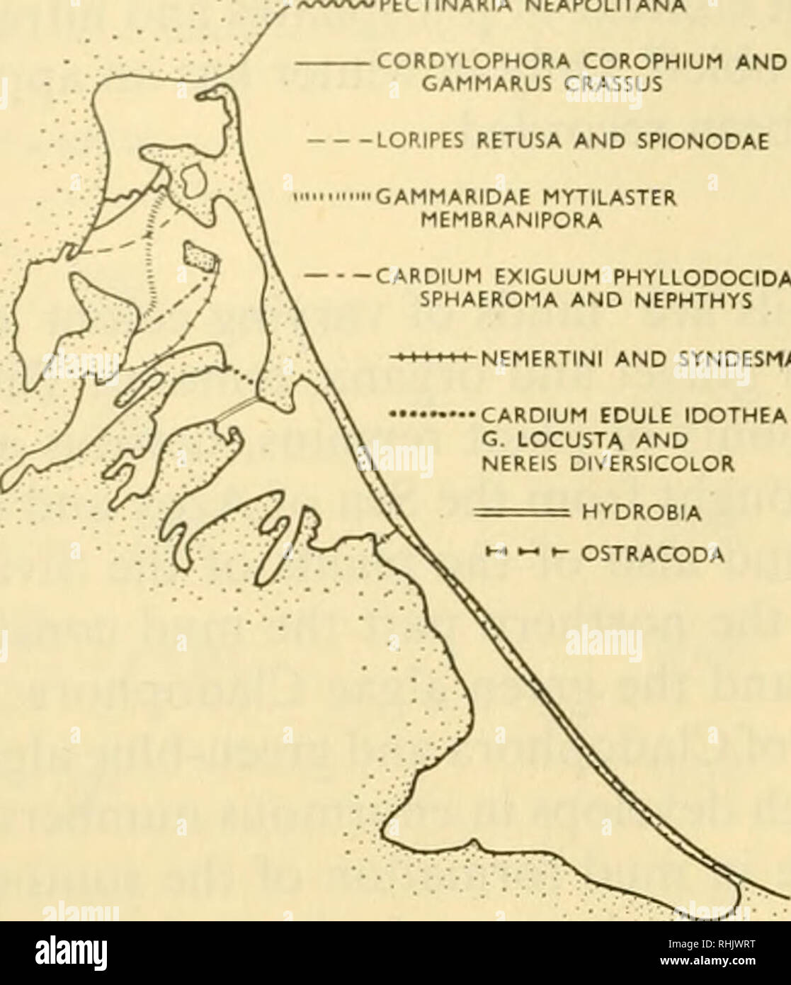 . Biology of the seas of the U.S.S.R. Marine biology -- Soviet Union; Hydrology -- Soviet Union. 532 BIOLOGY OF THE SEAS OF THE U.S.S.R. BOUNDARIES OF DISTRIBUTION &quot;PECTINARIA NEAPOLITANA LORIPES RETUSA AND SPIONODAE. NEMERTINI AND SYNCESMA CARDIUM EDULE 1DOTHEA G. IOCUSTA AND NEREIS DIVERSICOLOR HYDROBIA ?-•-•- OSTRACODA CHIRONOMIDAE ^^CLADOPHORA EPHYDRA ARTEMIA SALINA. Please note that these images are extracted from scanned page images that may have been digitally enhanced for readability - coloration and appearance of these illustrations may not perfectly resemble the original work..  Stock Photo