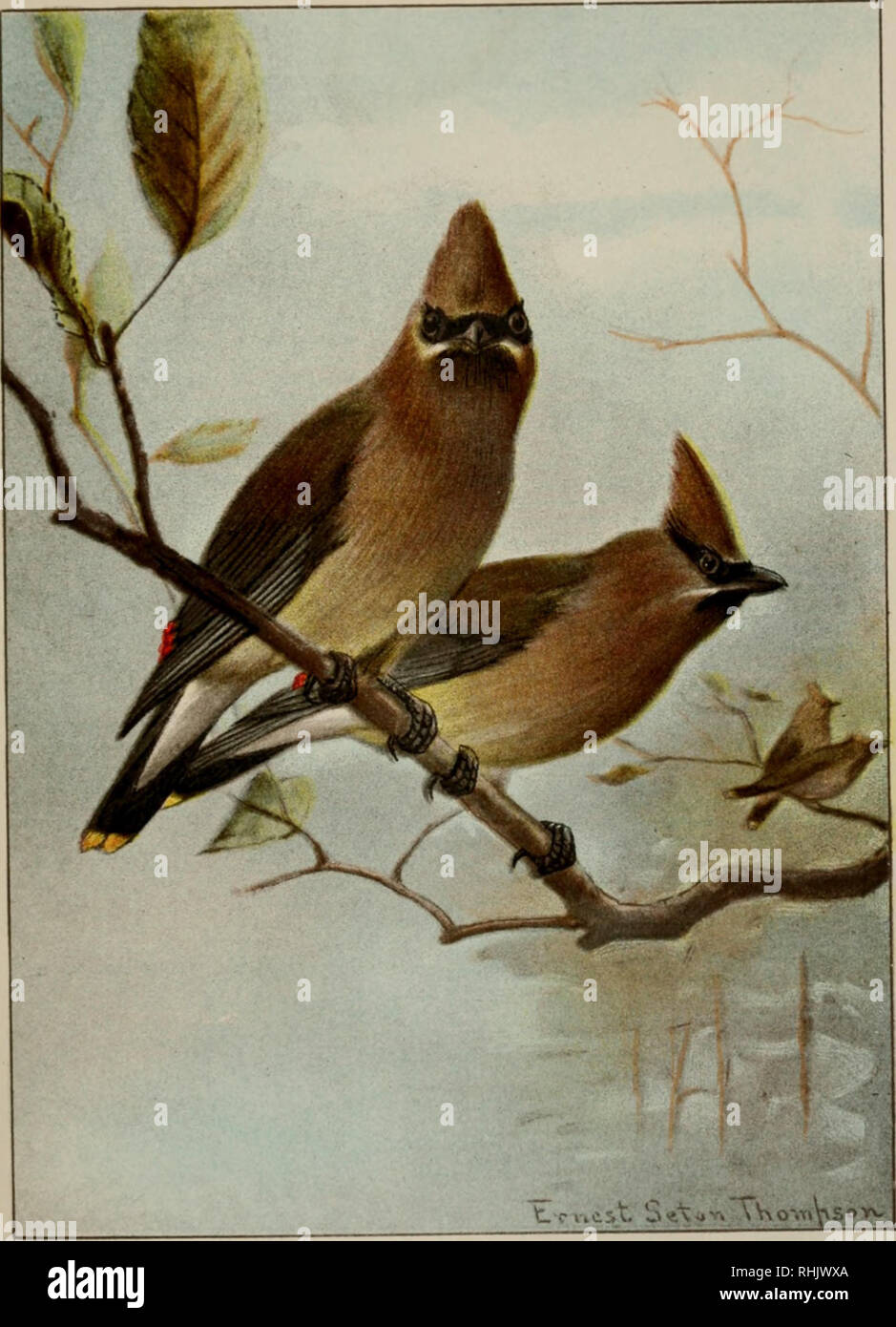 . Bird-life : a guide to the study of our common birds. Birds -- United States; Birds -- United States Pictorial works. Plate LVII. Pa(Ji: 1,;1- CEDAR WAXWING. Length, 7-20 inch.-*. Grayish brown; upper tail-coverts gray; lower belly yellowish; end of tail yellow; secondaries sometimes with red, sealing-wax-like tips; stripe through face black.. Please note that these images are extracted from scanned page images that may have been digitally enhanced for readability - coloration and appearance of these illustrations may not perfectly resemble the original work.. Chapman, Frank M. (Frank Michle Stock Photo