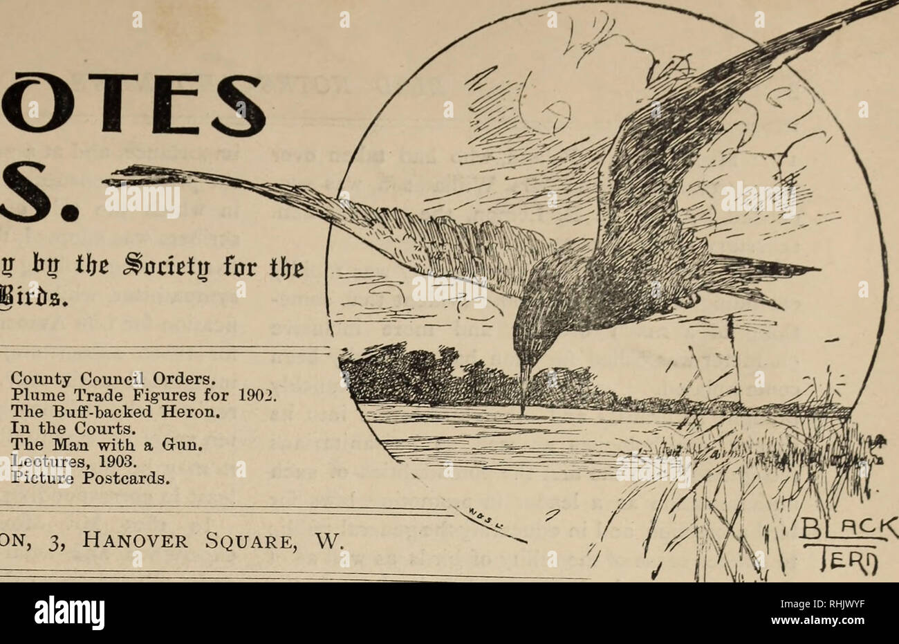 . Bird notes and news. 3IR if D M NEWS. aniat fetter issued periodically bjr tlje Stomig iProtertion of girds. CONTENTS. [ntroductory. rhe Story of the Society. Annual Meeting, 1903. Audubon Societies. ro. 1.—APRIL, 1903.. County Council Orders Plume Trade Figures f The Buff-hacked Heron In the Courts. The Man with a Gun. Lectures, 1903. Picture Postcards. London, 3, Hanover Square, W.. Please note that these images are extracted from scanned page images that may have been digitally enhanced for readability - coloration and appearance of these illustrations may not perfectly resemble the origi Stock Photo