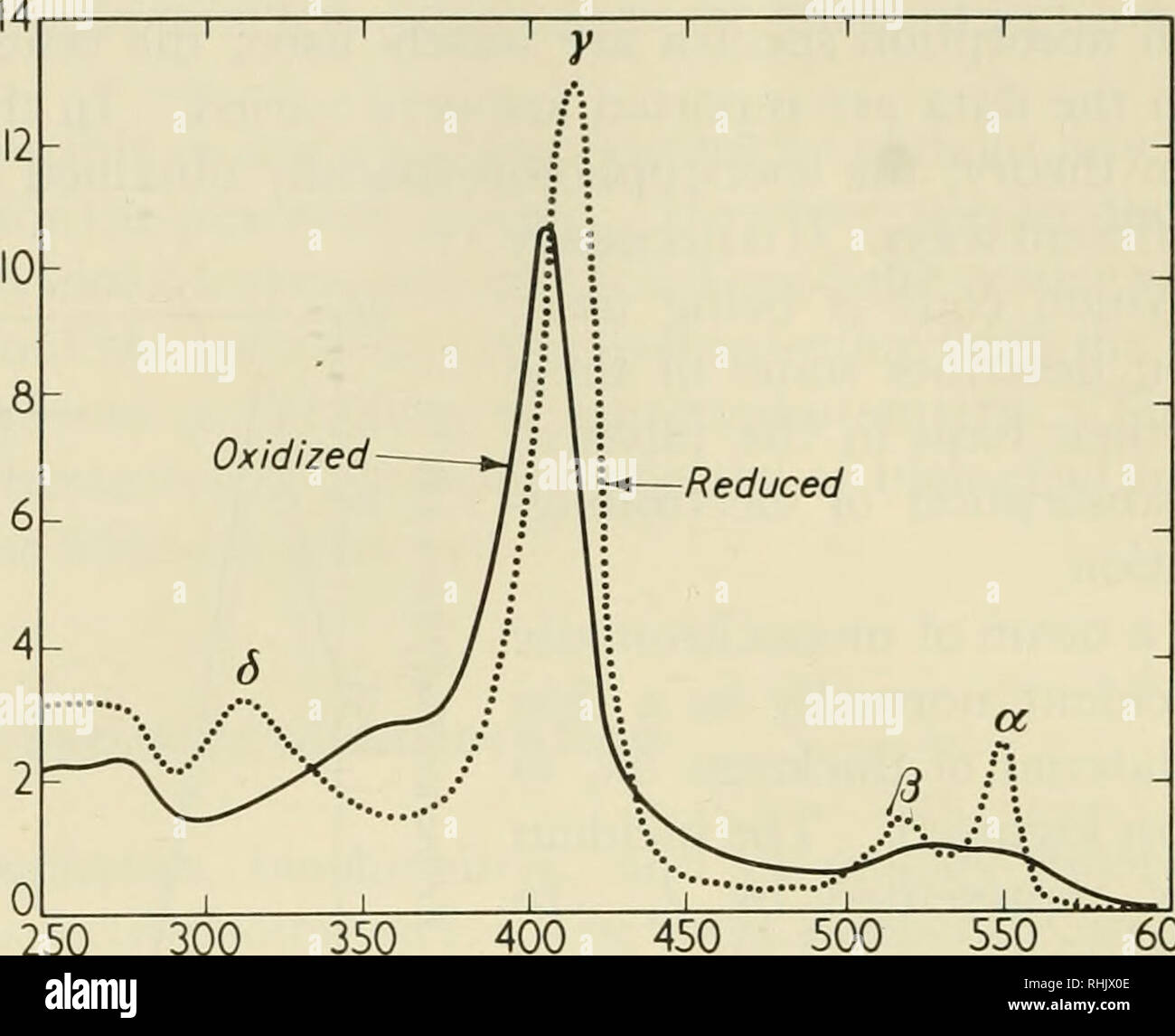 Biophysical Science Biophysics 486 Absorption Spectrophotometry 26 2 O X Kj 250 300 400 450 A Muj 550 Quot 6 Figure 3 Spectra Of Reduced And Oxidized Cytochrome C The Role