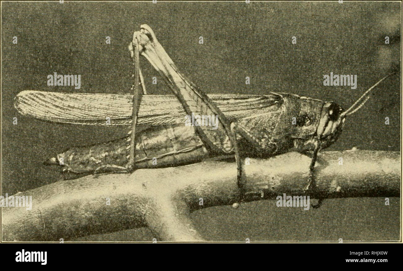 Biology; the story of living things. 200 ORGANISMS ILLUSTRATING BIOLOGICAL PRINCIPLES mal that has gone in for specialization in a big way. The insects are a subdivision of the Arthropods, animals Biology; the story of living things. 200 ORGANISMS ILLUSTRATING BIOLOGICAL PRINCIPLES mal that has gone in for specialization in a big way. The insects are a subdivision of the Arthropods, animals