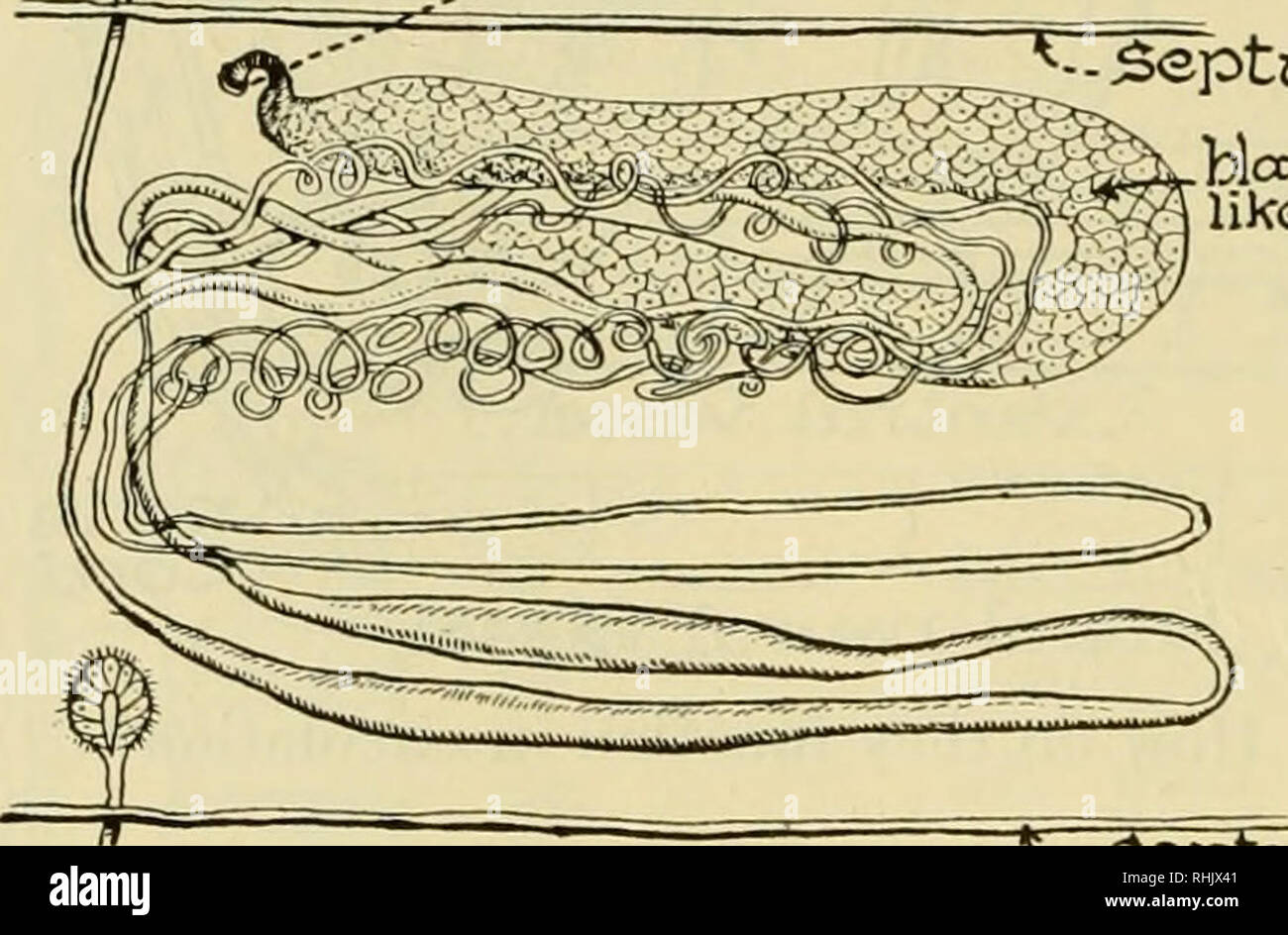 Biology; the story of living things. 192 ORGANISMS ILLUSTRATING 