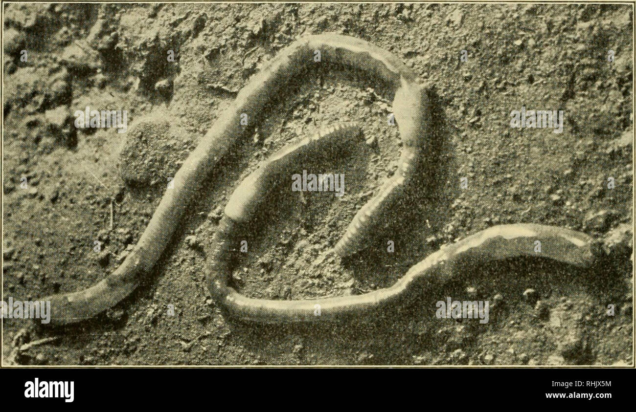 alamy