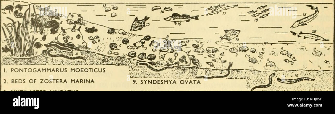 . Biology of the seas of the U.S.S.R. Marine biology -- Soviet Union; Hydrology -- Soviet Union. 496 BIOLOGY OF THE SEAS OF THE U.S.S.R.. 9. SYNDESMYA OVATA 10. POLYCHAETA NEPHTHYS HOMBERGl&quot; II. MOLUSC HYDROBIA VENTROSA 1. PONTOGAMMARUS MOEOTICUS 2. BEDS OF ZOSTERA MARINA 3. MYTILASTER LINEATUS 4. NEREIS SUCCINEA 5. A STONE WITH BALANUS IMPROVISUS 12. BRACHINOTUS LUKASI 6. CARDIUM EDULE 13. OSTROUMOVIA 7. NEREIS DIVERSICOLOR M. BLACKFORDIA 15. GOLDEN SHINER 8. CARBULOMYA MAEOTICA 16. PIKE PERCH 17. ANCHOVY 18. CLUPEONELLA 19. STURGEON 20. STARRED STURGEON Fig. 237. Character of the distri Stock Photo