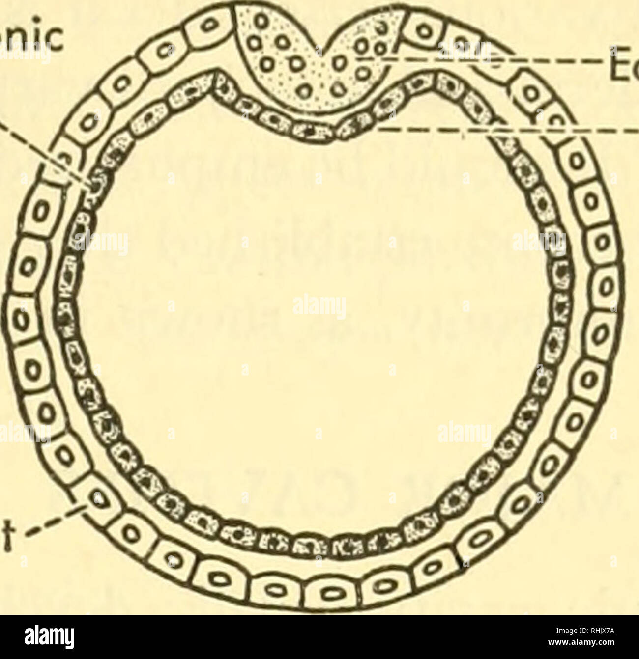 . Biology of the vertebrates : a comparative study of man and his animal allies. Vertebrates; Vertebrates -- Anatomy; Anatomy, Comparative. Extra-Embryonic Endoderm - Trophoblast. Ectoderm Embryonic Endoderm B Fig. 131. Establishment of endoderm and ectoderm in mammalian development. In a embryonic and extra-embryonic portions of the endoderm have arisen from the inner cell mass. In b the ectoderm has broken through the trophoblast and begun to spread out in a layer joined peripherally to the trophoblast. (After Parker and Haswell.). Please note that these images are extracted from scanned pag Stock Photo