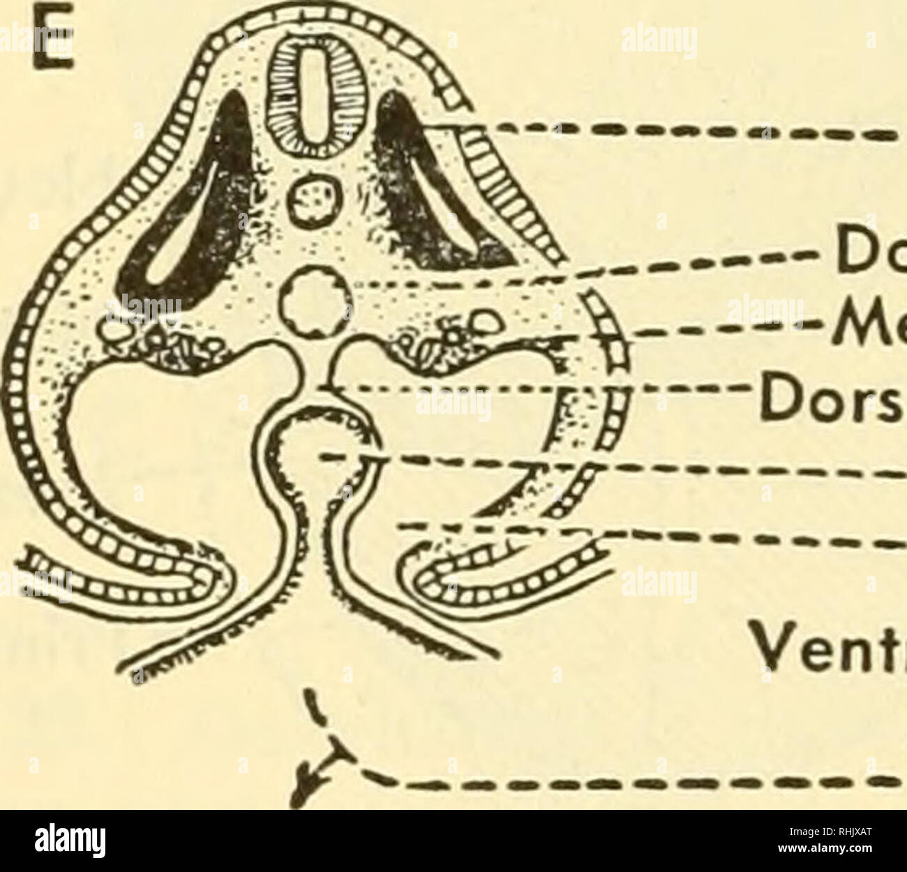 . Biology of the vertebrates : a comparative study of man and his animal allies. Vertebrates; Vertebrates -- Anatomy; Anatomy, Comparative. â Primitive Gut Post-cardinal Vein i / Intra-embryonic Coelom , Extra-embryonic Coelom. Somite-- Dorsal Aorta Mesonephros J â jj Dorsal Mesentery :rf Gut- *V Coelom ^s,. Ventral Mesentery Yolk Sac. Please note that these images are extracted from scanned page images that may have been digitally enhanced for readability - coloration and appearance of these illustrations may not perfectly resemble the original work.. Walter, Herbert Eugene, b. 1867; Sayle Stock Photo
