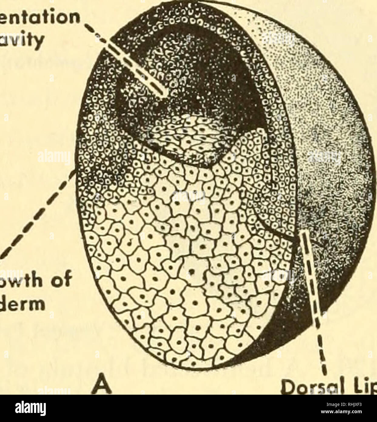 Biology of the vertebrates : a comparative study of man and his animal allies. Vertebrates; Vertebrates -- Anatomy; Anatomy, Comparative. lyo Biology of the Vertebrates over the large yolk-filled cells (Fig. Biology of the vertebrates : a comparative study of man and his animal allies. Vertebrates; Vertebrates -- Anatomy; Anatomy, Comparative. lyo Biology of the Vertebrates over the large yolk-filled cells (Fig.