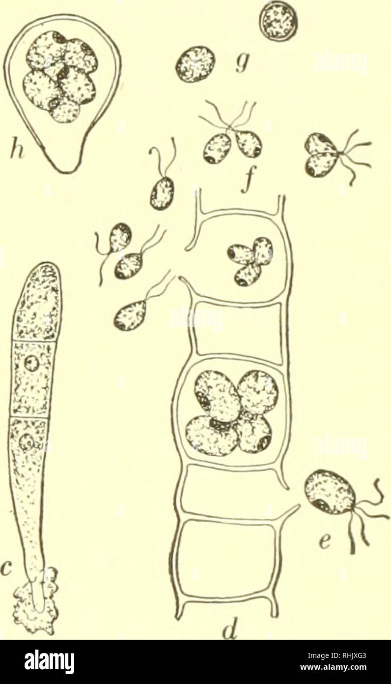 Biology the story of living things. . Ulothrix a. base of