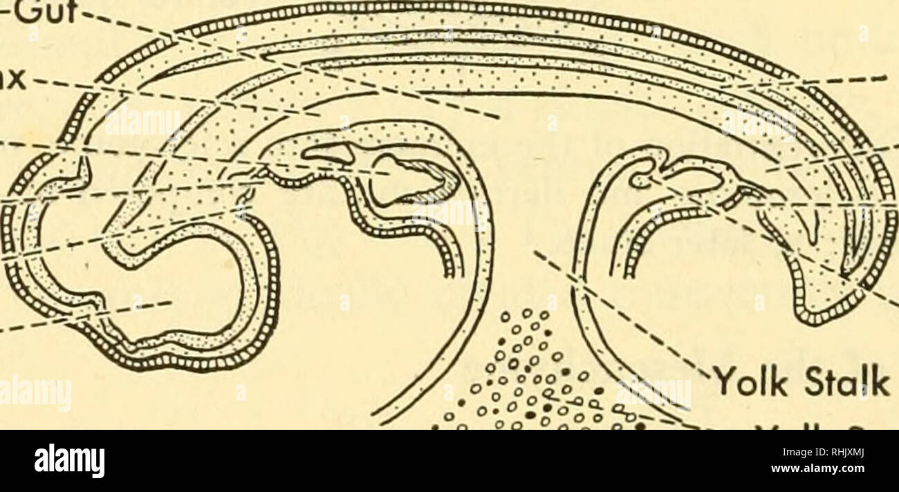 . Biology of the vertebrates : a comparative study of man and his animal allies. Vertebrates; Vertebrates -- Anatomy; Anatomy, Comparative. i66 Biology of the Vertebrates appropriate places, connective tissue, cartilage, bone, smooth muscles, blood cells and blood vessels. After mesenchymal migration has begun, the dermatomes and thin por- tions of the myotomes grow ventrally into the region between the somatic mesoderm of the hypomere and the ectoderm. With the filling in of dermal cells in the mid-line, both dorsally and ventrally, a continuous sheet of material, which differentiates into th Stock Photo