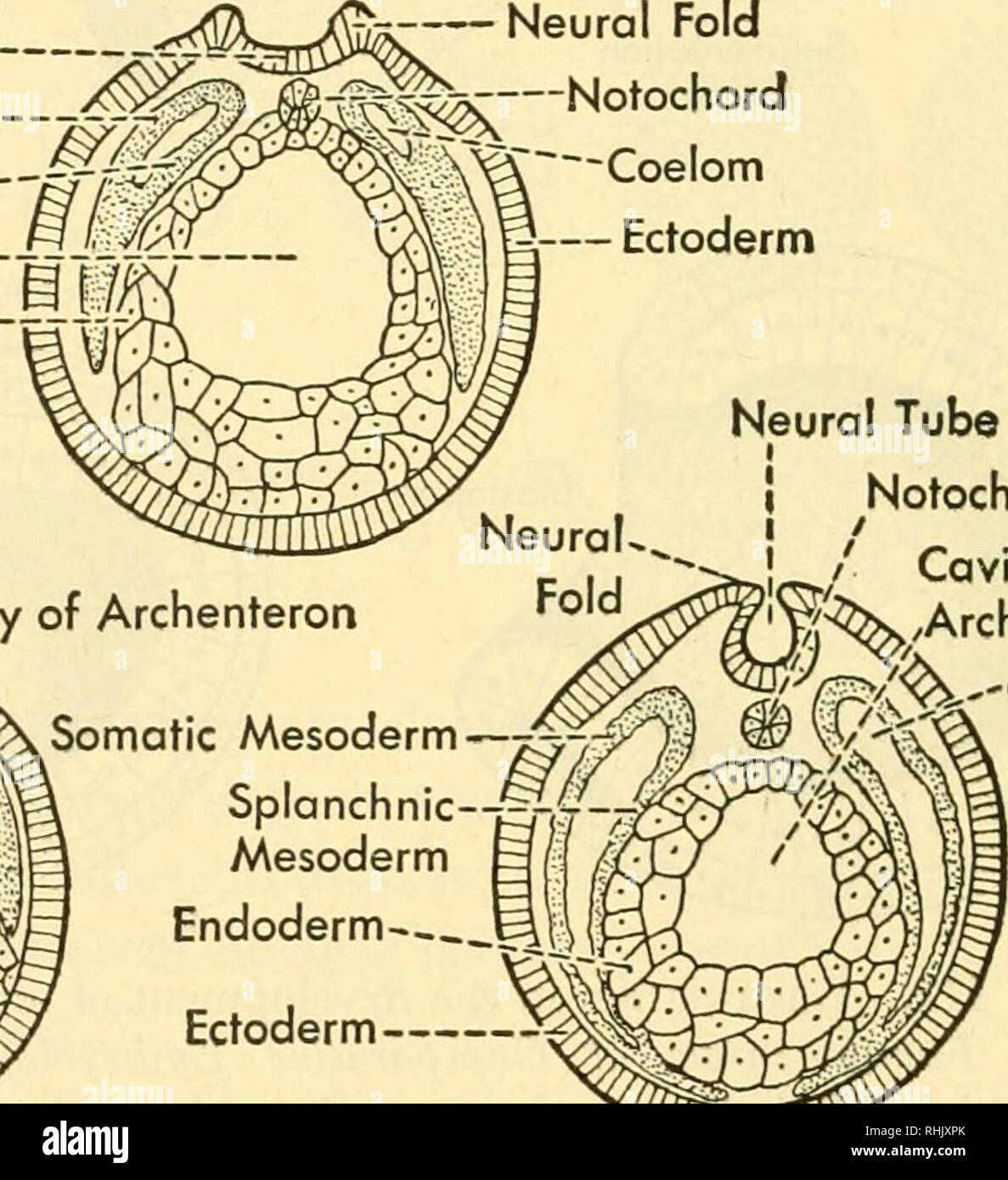 . Biology of the vertebrates a comparative study of man and his