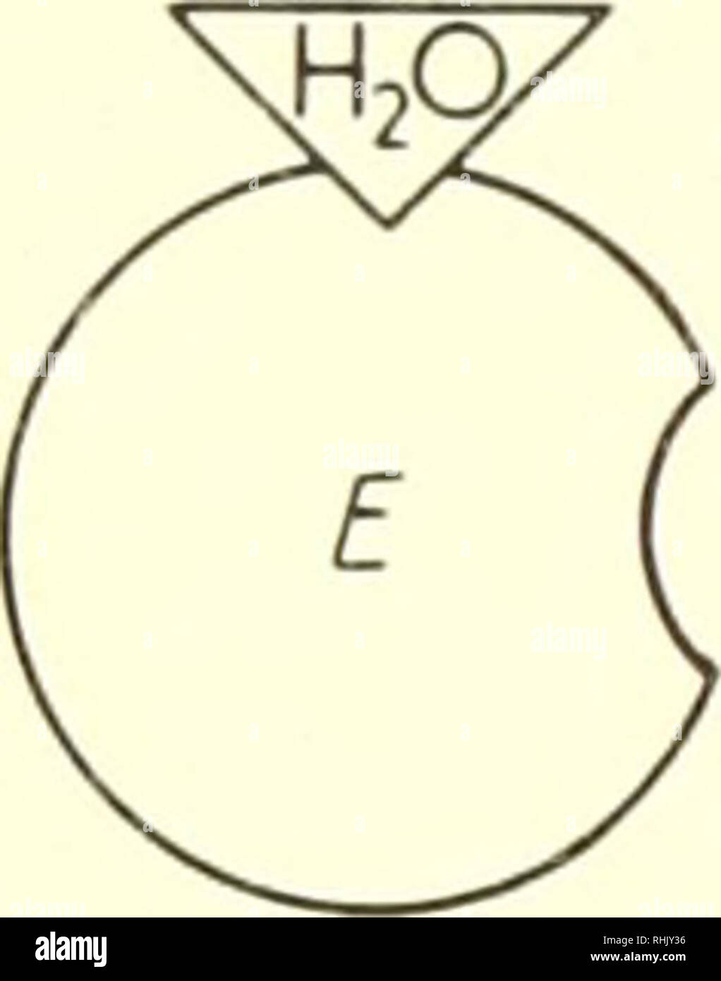 . Biophysical science. Biophysics. 17:3/ Enzyme Kinetics of Hydrolytic Reactions 323 The foregoing stoichiometric equations can be rewritten as differential rate equations. These are jt = k1(e-p)x - k2p - k3p (2) jt = -k1{e-p)x + k2p (3) The reaction rate V at which substrate is consumed is defined by dx V = - jt = k1(e-p)x - k2p (4) These three equations can agree qualitatively with the empirical observations presented in Figures 1-4, provided suitable values are. + S Very Rapid. Please note that these images are extracted from scanned page images that may have been digitally enhanced for rea Stock Photo