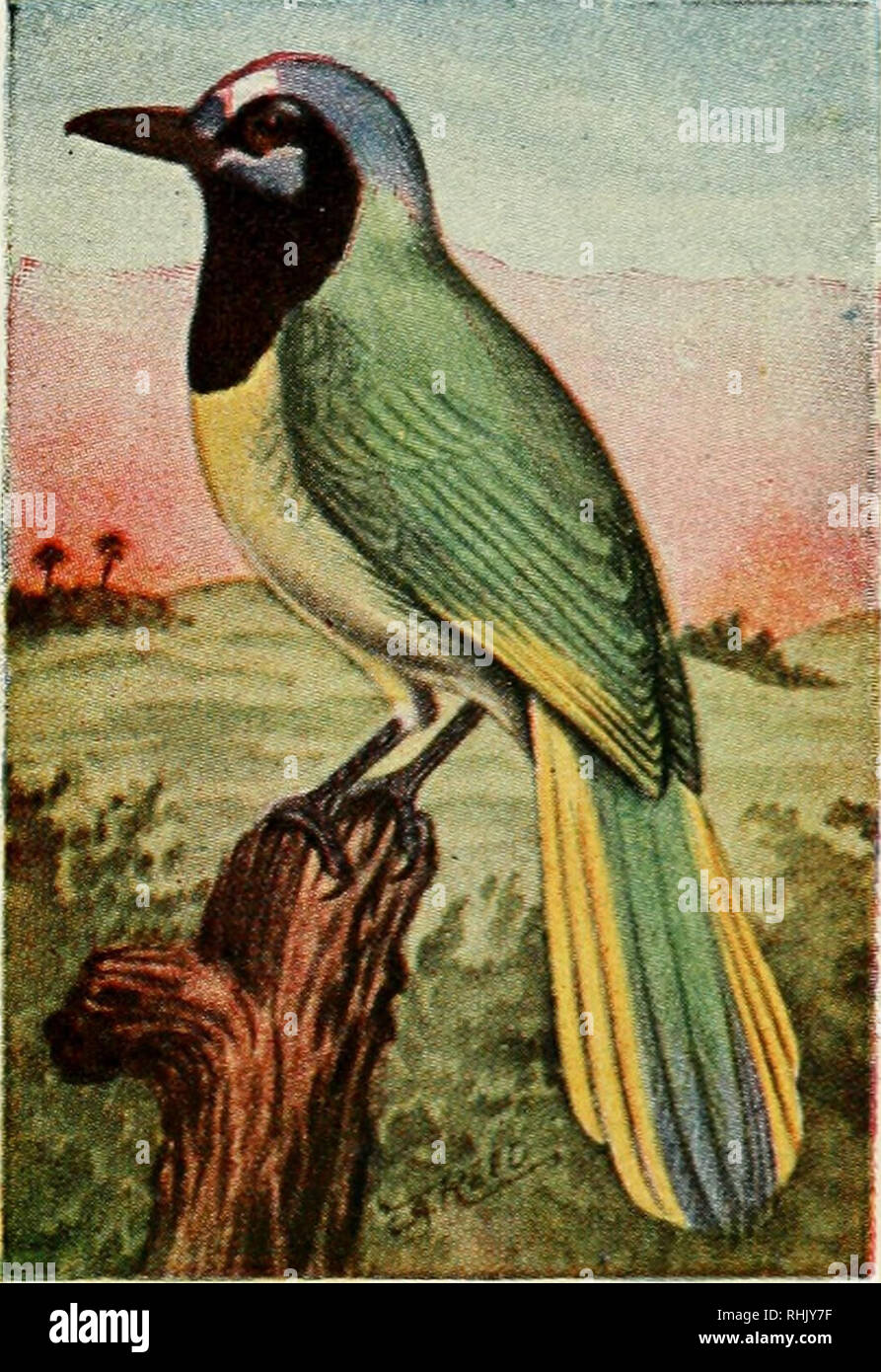 Bird Guide Land Birds East Of The Rockies From Parrots To - 