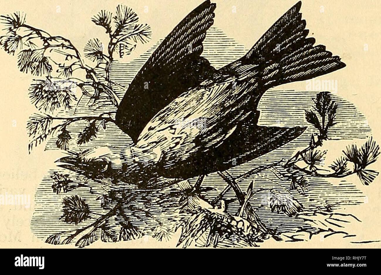 . The Bird food company's book of cage birds. Cage birds. 88 THE