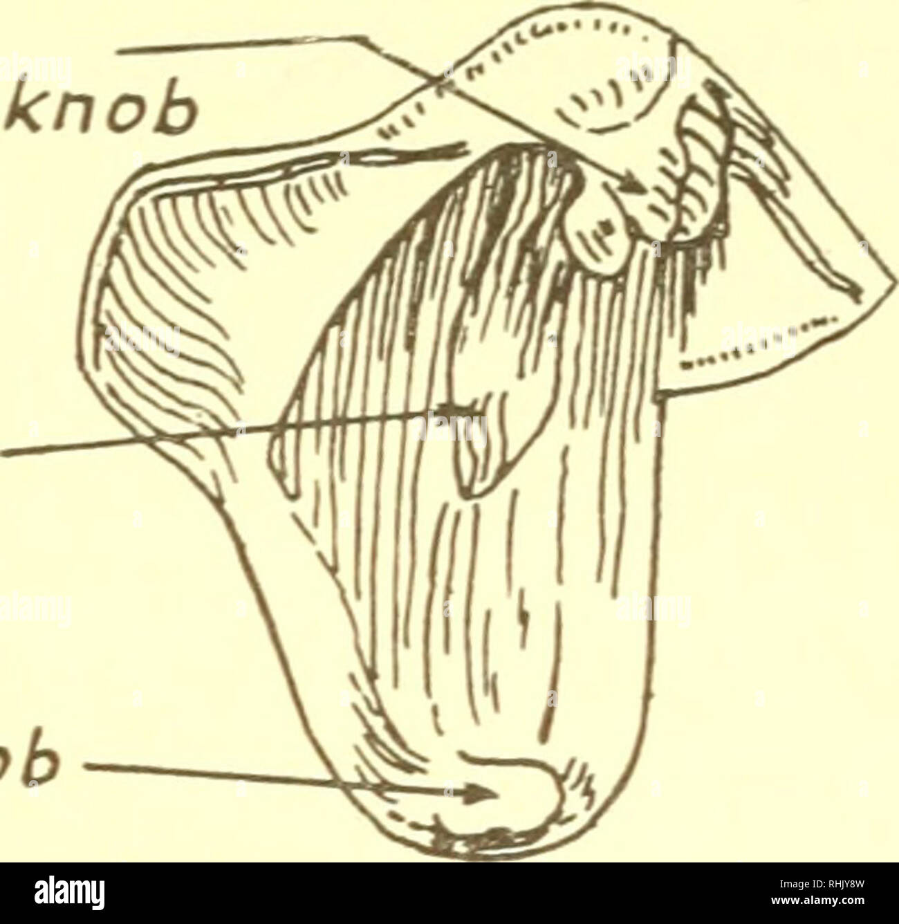 . The biology of marine animals. Marine animals; Physiology, Comparative. Ventral knob Fig. 15.15. Valves of Teredo norvegica External view of right valve; internal view of left valve. (After Caiman (14).) opening with a pair of shelly pallets borne on the posterior end of the body (12a). A tropical genus of shipworms Bankia attains large dimensions, exceed- ing one metre. Two genera of pholads also bore in wood. Xylophaga excavates shallow burrows in floating timber and bores in the same manner as Teredo. Martesia, found in the tropics, has similar habits. Species of gribble Limnoria (Fig. 15 Stock Photo
