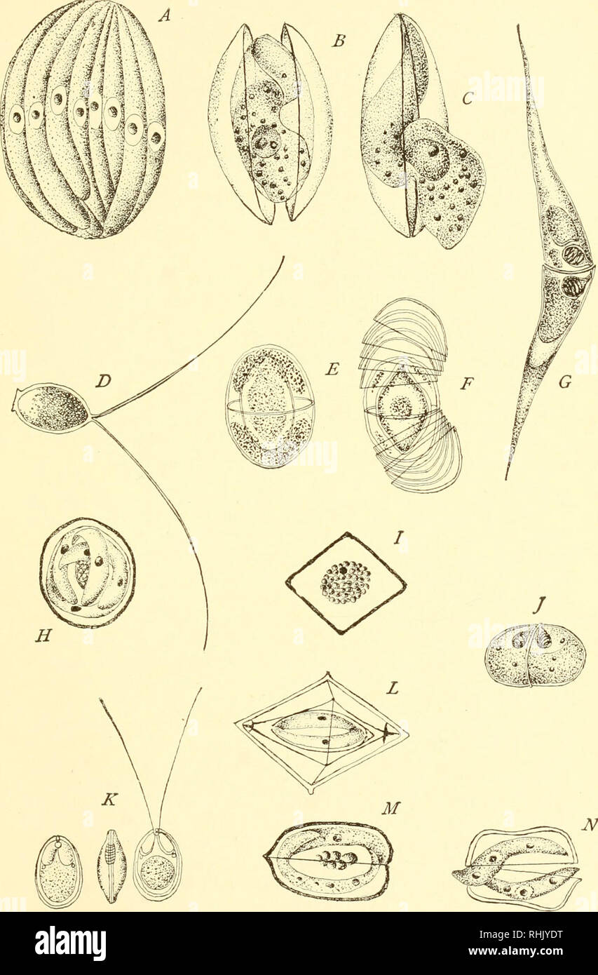 . The biology of the protozoa. Protozoa; Protozoa. Fig. 216. —Reproductive bodies in Sporozoa. .4, agametes of Barrouxia ornata; B, C, sporocysts of same with exits of sporozoites; D, tailed sporocyst of Urospora la'gidis; E, F, sporoblast of Ophryocystis mesnili with single and multiple spore cases; G, spore of Ceratomyxa sp.; H, coccidian sporocyst with four sporozoites; J, spore of Leptotheca agilis; K, type of Myxobolus spore; L, sporocyst of Crystallospora crys- lalloides; M, N, coccidian sporocyst with two sporozoites. (After Schneider, Wasie- Lewsky, Thelohan, Leger and Brasil.) (539).  Stock Photo