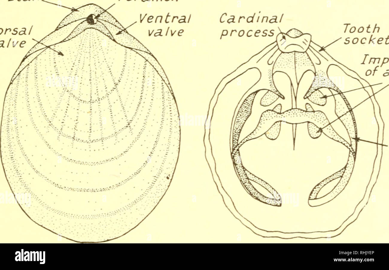 . The biology of marine animals. Marine animals; Physiology, Comparative. SKELETONS, SHELTERS AND SPECIAL DEFENCES 651 Chemical analyses are available for the shells of Nautilus, Spirula and Sepia. Organic matter is small in amount, around 2-5 %, somewhat higher values occurring in cuttle-bone than in the hard shell of Nautilus. Chitin occurs in the shell or endoskeleton of all groups (Table 15.4). The mineral matter is predominantly aragonite (94-99-7%) (23). Brachiopods. The shells of brachiopods, which superficially are so similar to those of lamellibranchs, are likewise bivalved. The two v Stock Photo