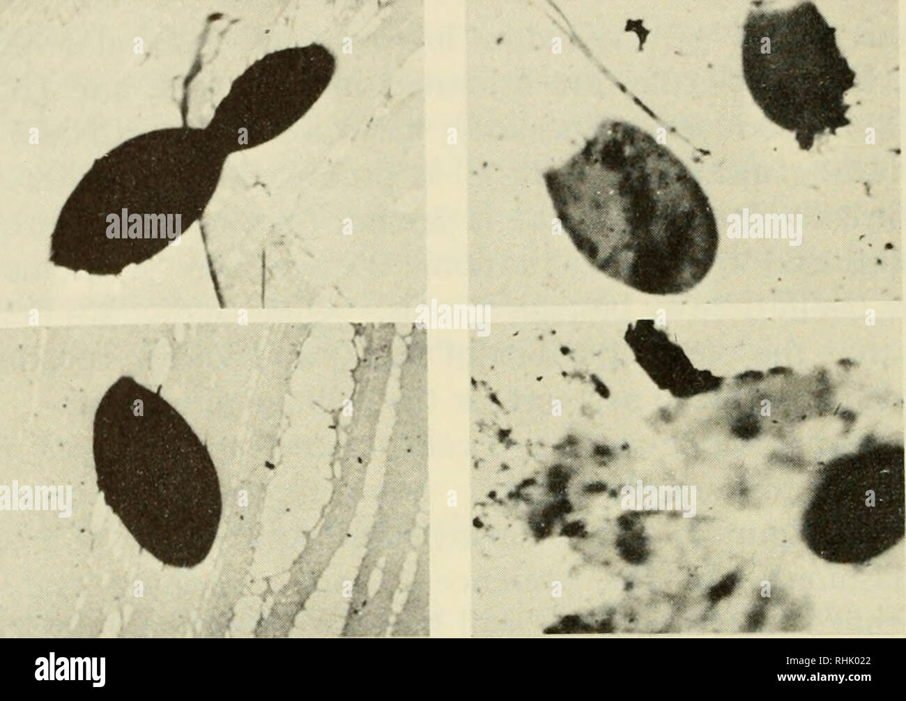 Pesticide Effect On Cells May Resemble >> Biophysical Science Biophysics 226 Destructive Effects Of High Pesticide Effect On Cells May Resemble >> Biophysical Science Biophysics 226 Destructive Effects Of High