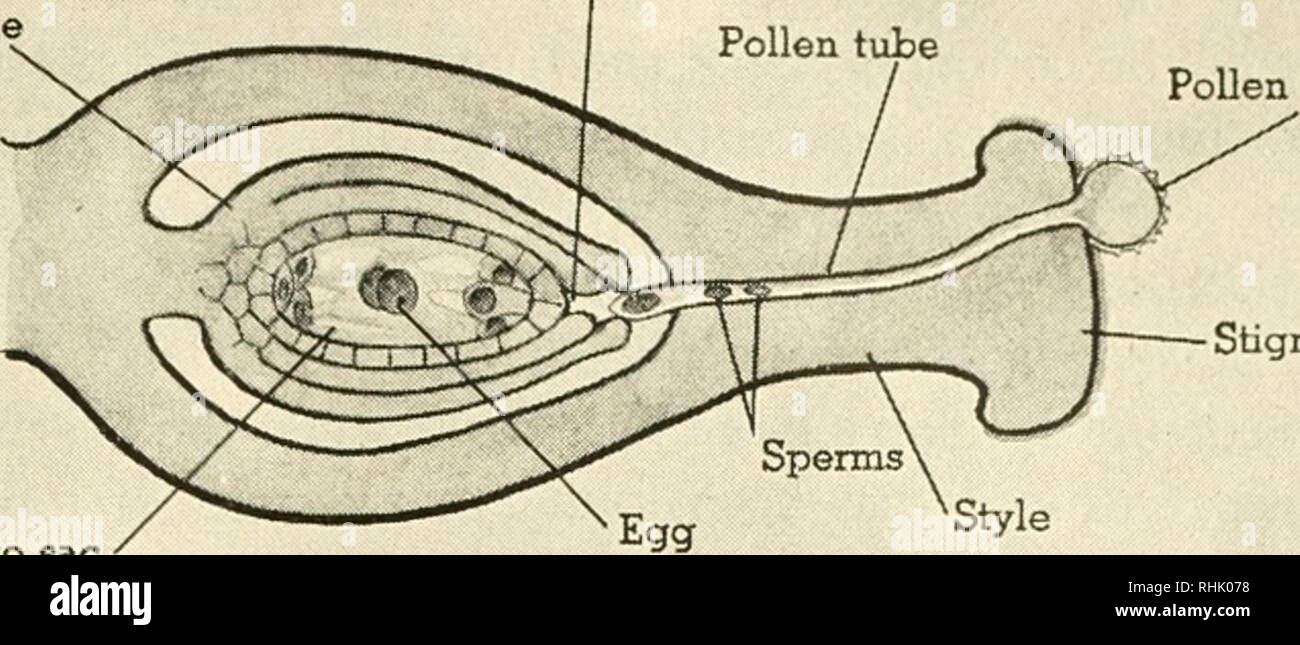 . Biology and man. Biology; Human beings. Micropyle Ovule Pollen tube