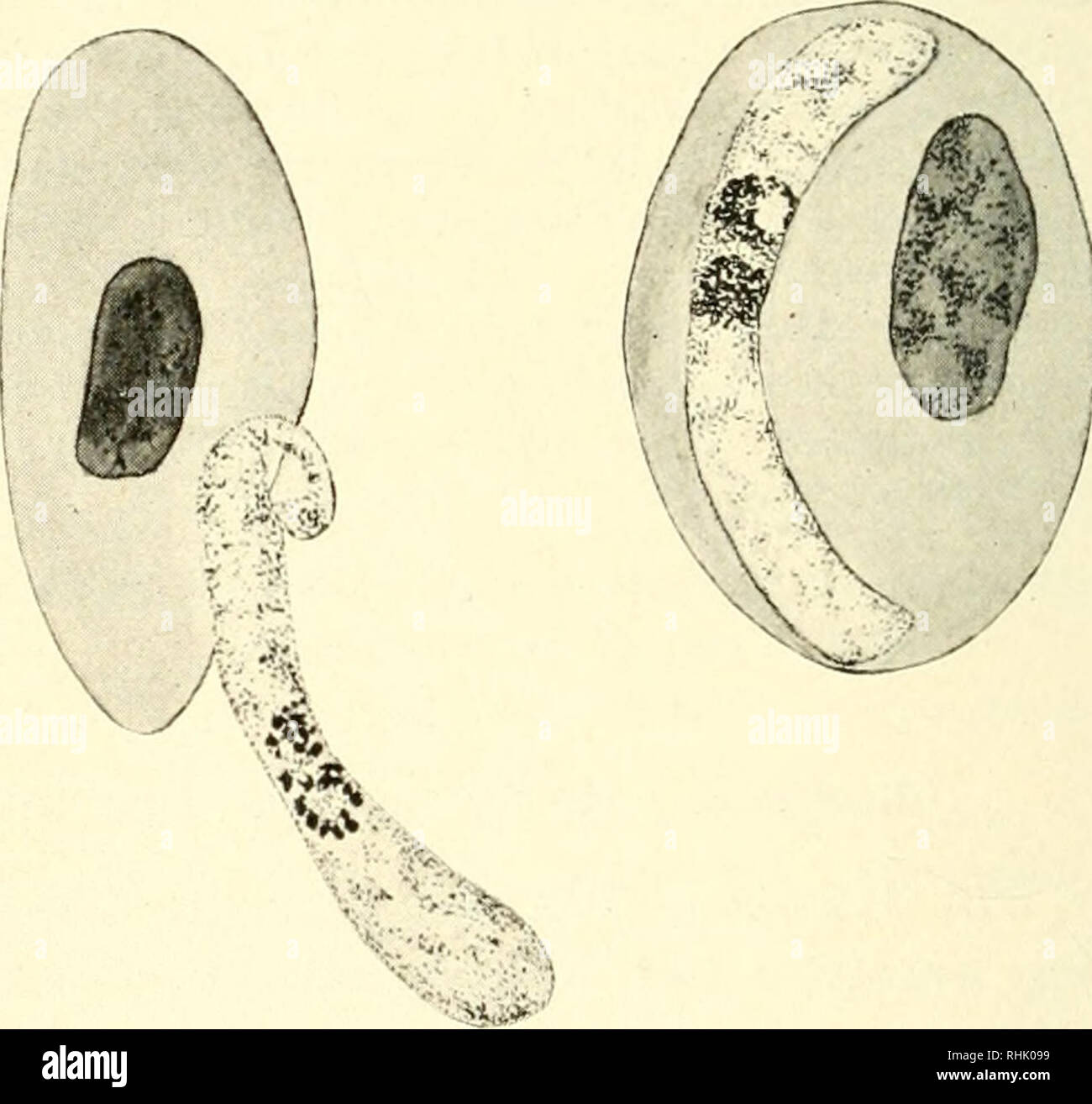 The biology of the Protozoa. Protozoa; Protozoa. Fig. 185. — Type Haemogregarines. A, Hcemogregarina stepanowi; B, and C, Lankesterella ranarimi. (Original.) produce the first marked symptoms of the infection.