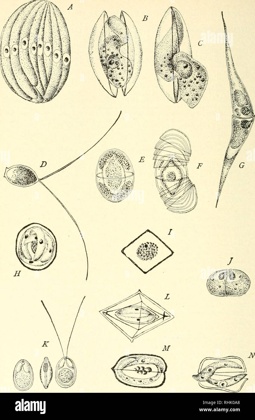 . The biology of the Protozoa. Protozoa; Protozoa. Fig. 184.—Reproductive bodies in Sporozoa. A, agametes of Banuuxia oniata; B, C, sporoblasts of same with exit of sporozoites; D, tailed sporoblast of Urospora lagidis; E. F, sporoblast of Ophryocystis mesnili with single and multiple spore cases; G, spore of Ceratomyxa sp.; H, coccidian sporoblast with four sporozoites; J, spore of Leptothecaagilis; K, type of Myxobolus spore; L, sporoblast of Crystallospora crys- talloides; M, N, coccidian sporoblast with two sporozoites. (After Schneider, Wasie- lewsky, Thelohan, Leger and Brasil.). Please  Stock Photo