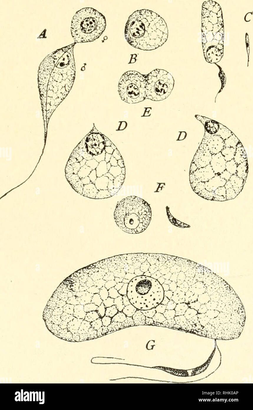 . The biology of the Protozoa. Protozoa; Protozoa. Fig. 182.—Gregarina cuneata. A, surface view of sporocyst with ripe sporo- blasts issuing from sporoducts (e). B, C, sections of sporocyst with ripening spores and developing sporoducts (0. (From Calkins after Kuschakewitsch.). Fig. 183.—Gametes of Gregarines and Coccidia. A, male and female gametes of Slylorhynchus longicollis; B, Monocystis sp.; C, spermatozoid of Echinomera hispida, to the left the two gametes of Pterocephalus nobilis; D, gametes of Urospora lagidis; E, of Gregarina ovata; F, of SchaudineUa henleoe; and G, of Eimeria schube Stock Photo