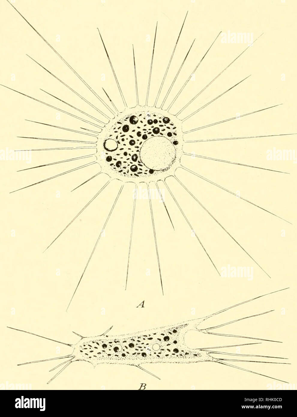 . The biology of the protozoa. Protozoa; Protozoa. 444 BIOLOGY OF THE ... Biology Diagrams