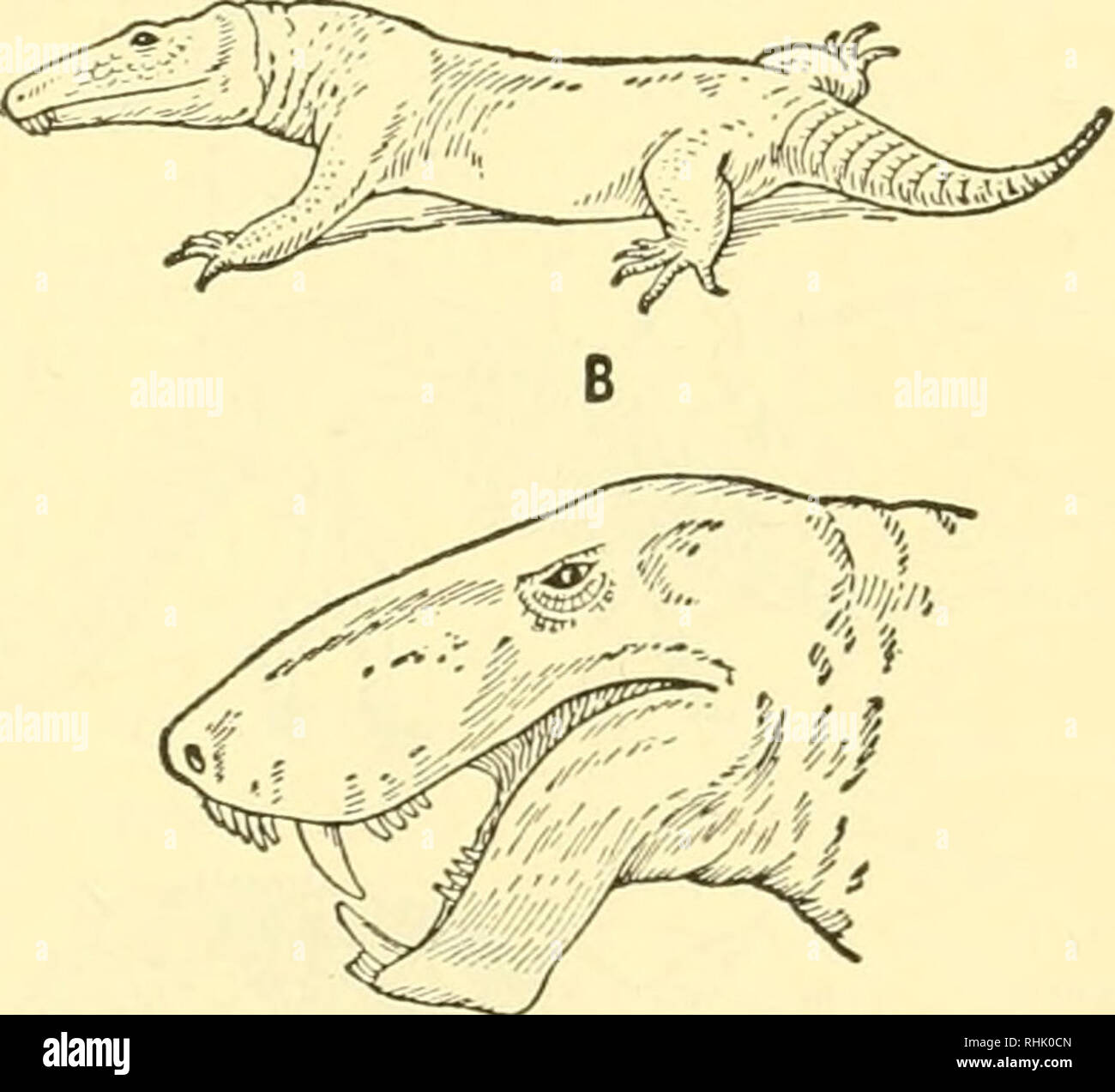 Biology of the vertebrates : a comparative study of man and his animal  allies. Vertebrates; Vertebrates -- Anatomy; Anatomy, Comparative. C D Fig.  35. Palaeozoic reptiles. A, Seymouria; b, Labidosaurus; c,