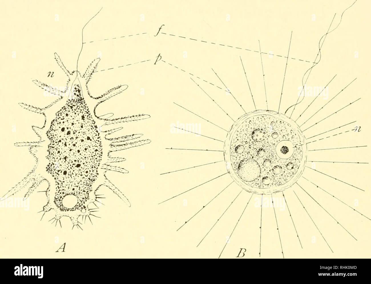 . The biology of the protozoa. Protozoa; Protozoa. 412 BIOLOGY OF THE ... Biology Diagrams