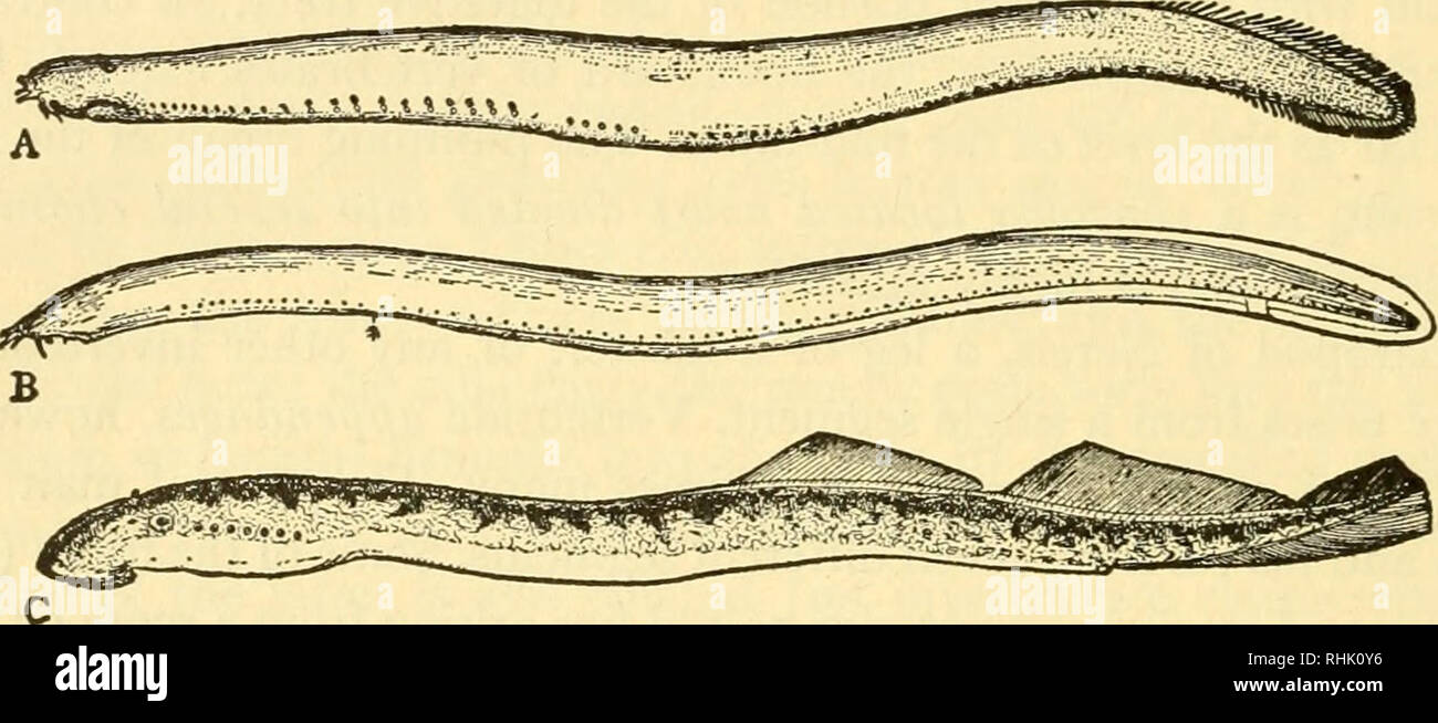 Biology of the vertebrates : a comparative study of man and his animal  allies. Vertebrates; Vertebrates -- Anatomy; Anatomy, Comparative. 26  Biology of the Vertebrates fishlike structures. They are not only