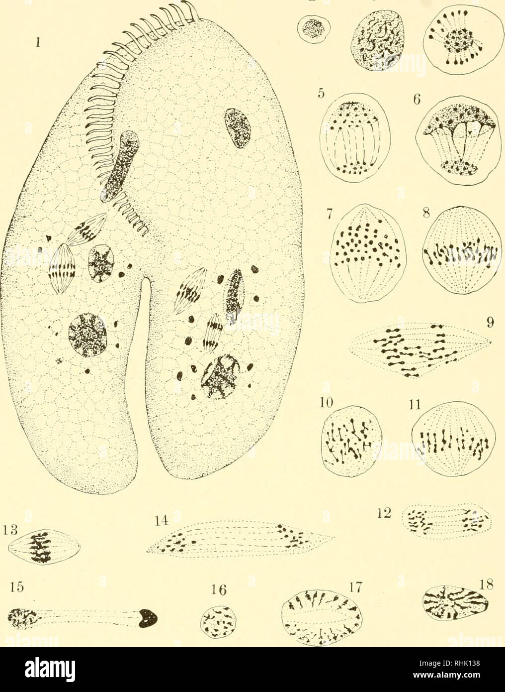 . The biology of the protozoa. Protozoa; Protozoa. 320 BIOLOGY OF THE PROTOZOA 2 3. 19 -'&amp;B&amp;'. mm 3fe 20 Fig. 162.—Oxytricha fallax; conjugation and meiosis. 2 to 9, formation and divi- sion of the first meiotic nuclear spindle and separation of the twenty-four dumb-bells into two groups of twelve dumb-bells each; 10 to 12, the second meiotic division; 13 to 15, the third division; 1G, one of the pronuclei; 17 to 20, the first zygotic division. (After Gregory.). Please note that these images are extracted from scanned page images that may have been digitally enhanced for readability -  Stock Photo