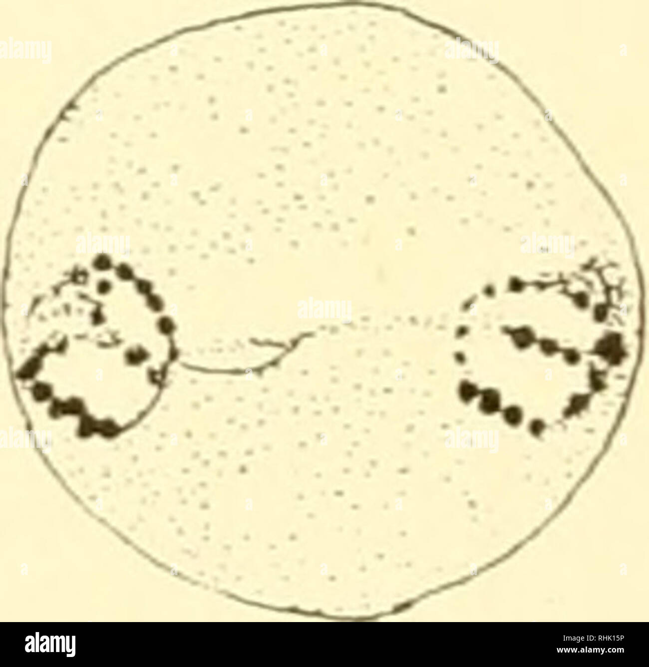 The Biology Of The Protozoa Protozoa Protozoa E Fig 158 Diplocystis Schneideri Zygotic Meiosis A To E Nucleus Of The Zygote Forming 6 Chromosomes The Diploid Number And The First Metagamic Division