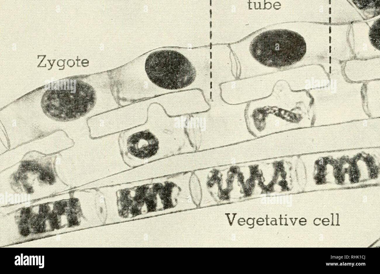 Biology And Man Biology Human Beings Vegetative Ceil Beginning