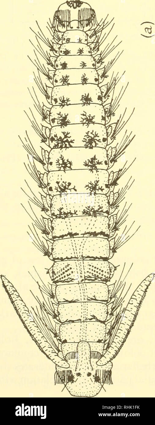 . The biology of marine animals. Marine animals; Physiology, Comparative. . Please note that these images are extracted from scanned page images that may have been digitally enhanced for readability - coloration and appearance of these illustrations may not perfectly resemble the original work.. Nicol, J. A. Colin (Joseph Arthur Colin), 1915-. New York, Interscience Publishers Stock Photo