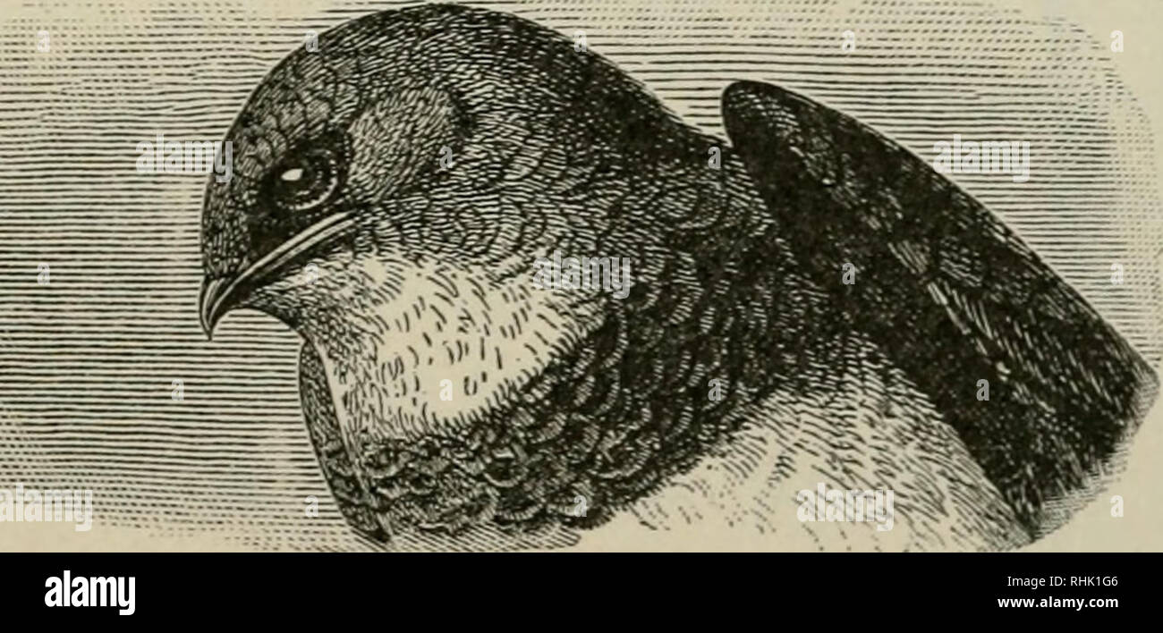 The Bird Book Birds Compaeing Bills To Walk Through A - 