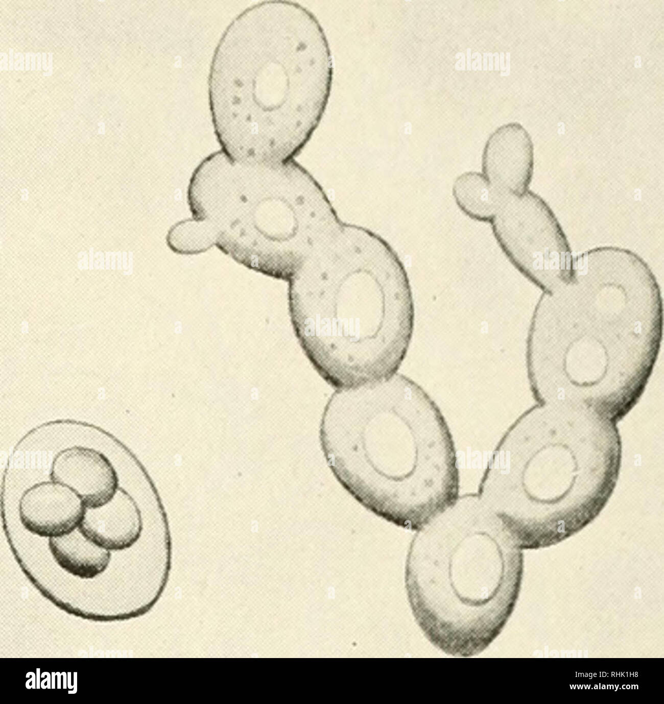 . Biology and man. Biology; Human beings. spore formation Coo. THE