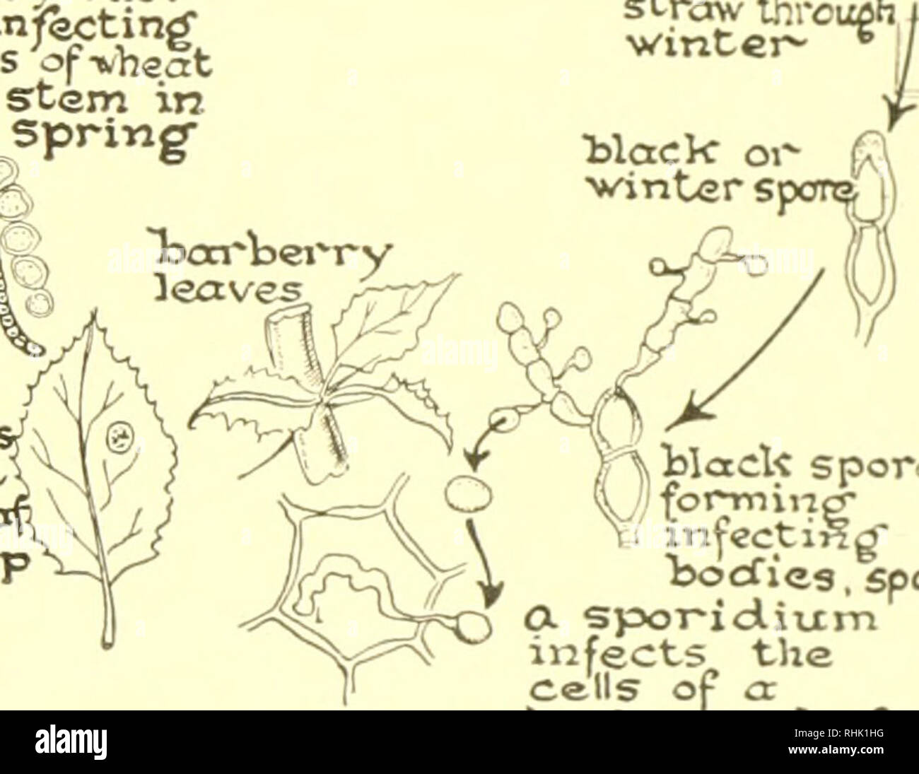. Biology; the story of living things. mfscts stem through breo-^hing&quot; ?Â«&quot;&quot;Â«. red rust syjrecuil^ , from stem to stem/ cCixriijg' Sixmme'P blaclc or ^vinter rust lives on straw thrcuflh, winter- * &quot; infection form', barberry rust onborberrjlea.^ a cluster cup' The life history of black stem grain rust. controlled.. r, â !, black spora inject ing^ bocfics, sporicCa a spoTid.ium infects the Cells of a barberry leaf Explain how this rust may he both the barberry plant and the wheat to complete its life history; the pine tree blister, which lives on the currant or gooseberry Stock Photo