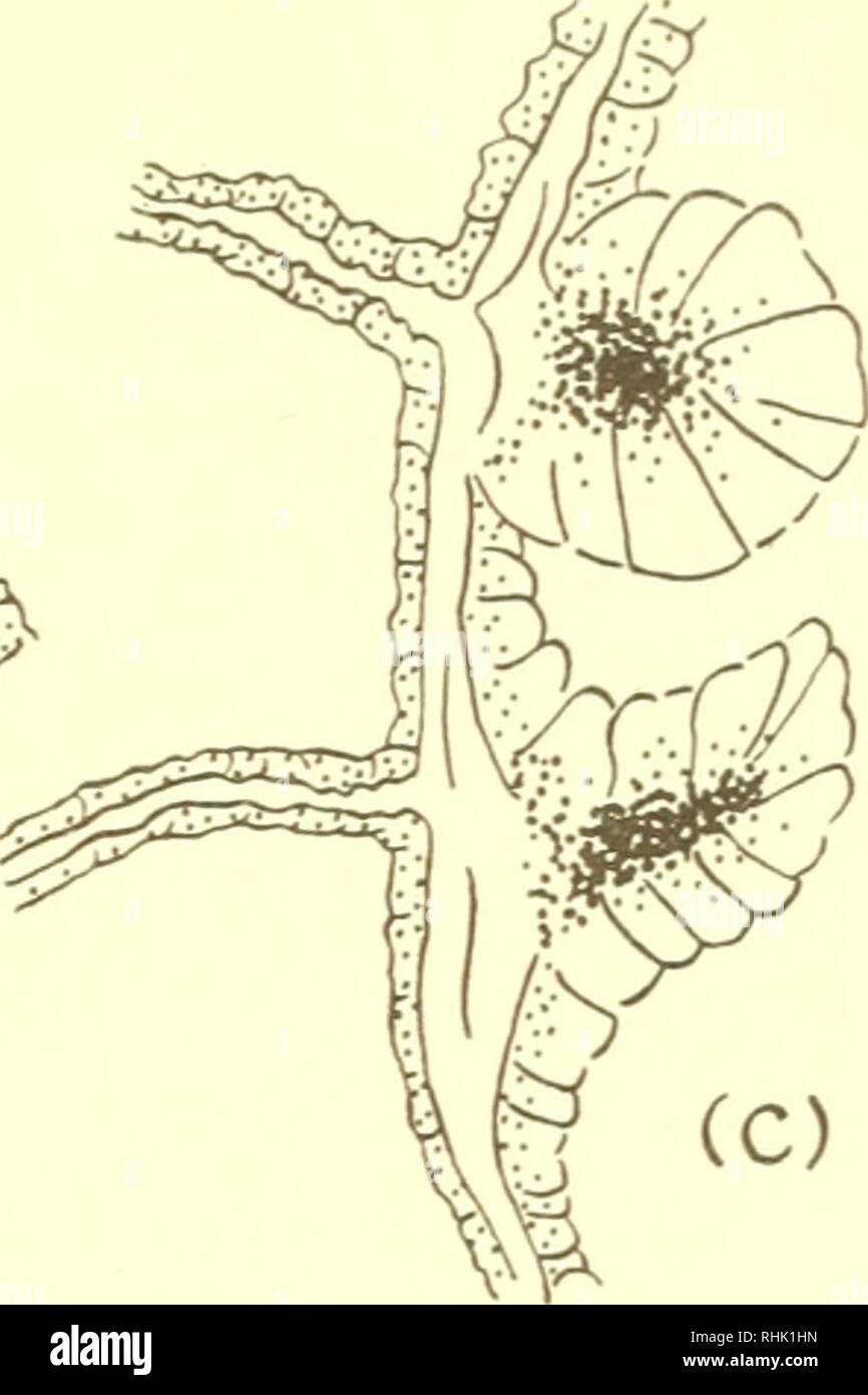 . The biology of marine animals. Marine animals; Physiology, Comparative. ( ^** 'i Kb). Fig. 11.3. Sections through Various Regions of the Body of the Plumose Anemone Metridium senile, Showing the Localization of Pigments In (a) transverse bands of uric acid granules are shown as solid black in three tentacles; (b) is a transverse section of the body wall of a red Metridium showing the base of a mesentery. The ectoderm {left) contains nematocysts and red carotenoid fat droplets at the base of the cells. In the endoderm the red fat droplets are more evenly distributed; (c) is a transverse secti Stock Photo