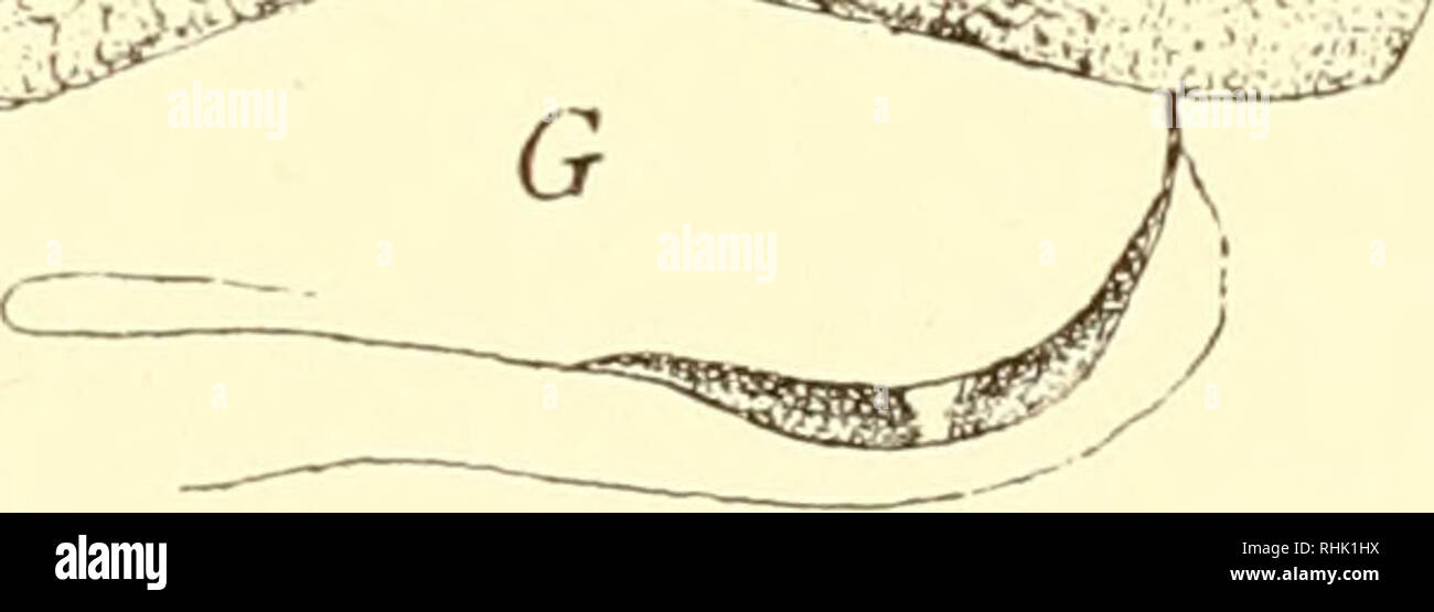 . The biology of the protozoa. Protozoa; Protozoa. y i :&gt;â  / jJ-y^-i :.w Y-fr &gt; ... â¢ -. -l -A. Fig. 144.âGametes of Gregarines and Coccidia. A, male and female gametes of Stylorhynchus longicollis; B, Monocystis sp.; C, spermatozoid of Echinomera hispida, to the left the two gametes of Pterocephalus ndbilis; D, gametes of Urospora lagidis; E, of Gregarina ovata; /â¢'. of Schaudinella henleae; and G, of Eirru ria schubi rgi. (From Shellack after Leger, Cut-not, Brasil, Schnitzler and Schaudinn.) ultimately giving rise only to macrogametes, the other only to microgametes, then we are d Stock Photo