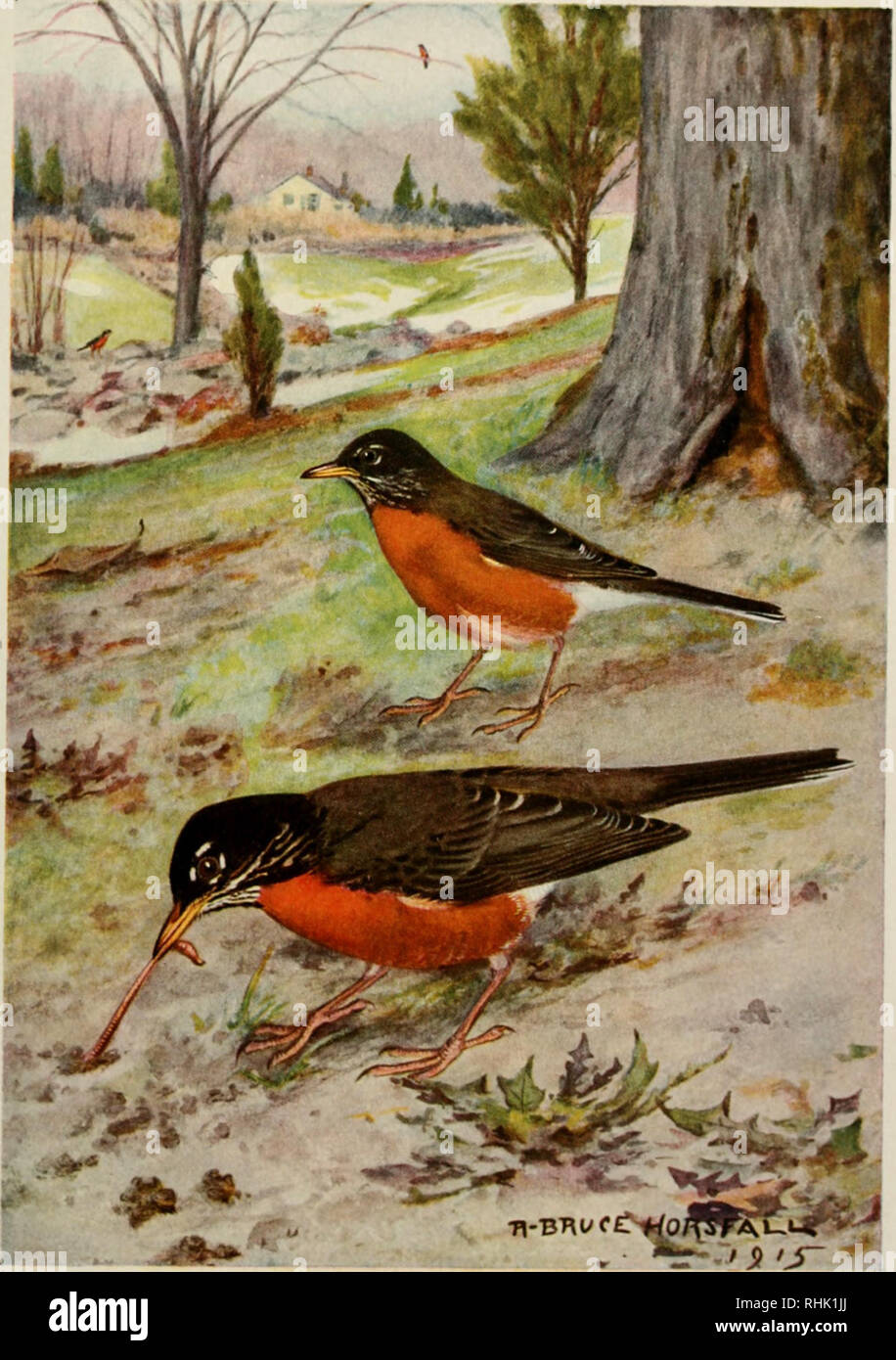 Robert horsfall hires stock photography and images Alamy