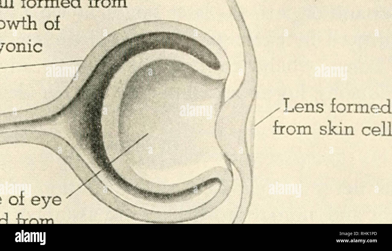 Biology And Man Biology Human Beings Eyebcdl Formed From Outgrowth Of Embryonic Brain From Skin Cells Inside Of Eye A Formed From Mesoderm Interaction Of Developing Structures The Eyeball And Biology And Man Biology Human Beings Eyebcdl Formed From Outgrowth Of Embryonic Brain From Skin Cells Inside Of Eye A Formed From Mesoderm Interaction Of Developing Structures The Eyeball And