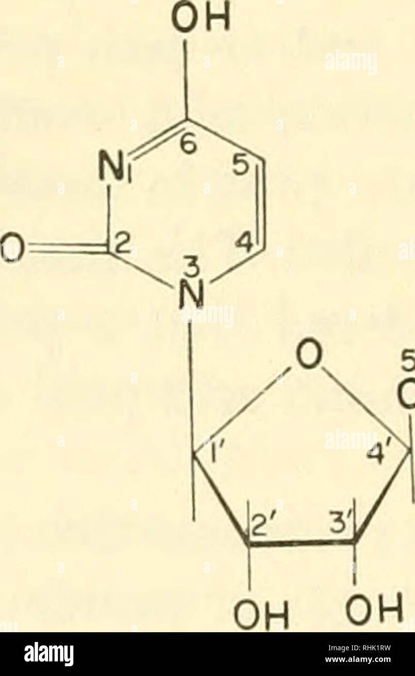 Amp Molecule Dissolved In Water
