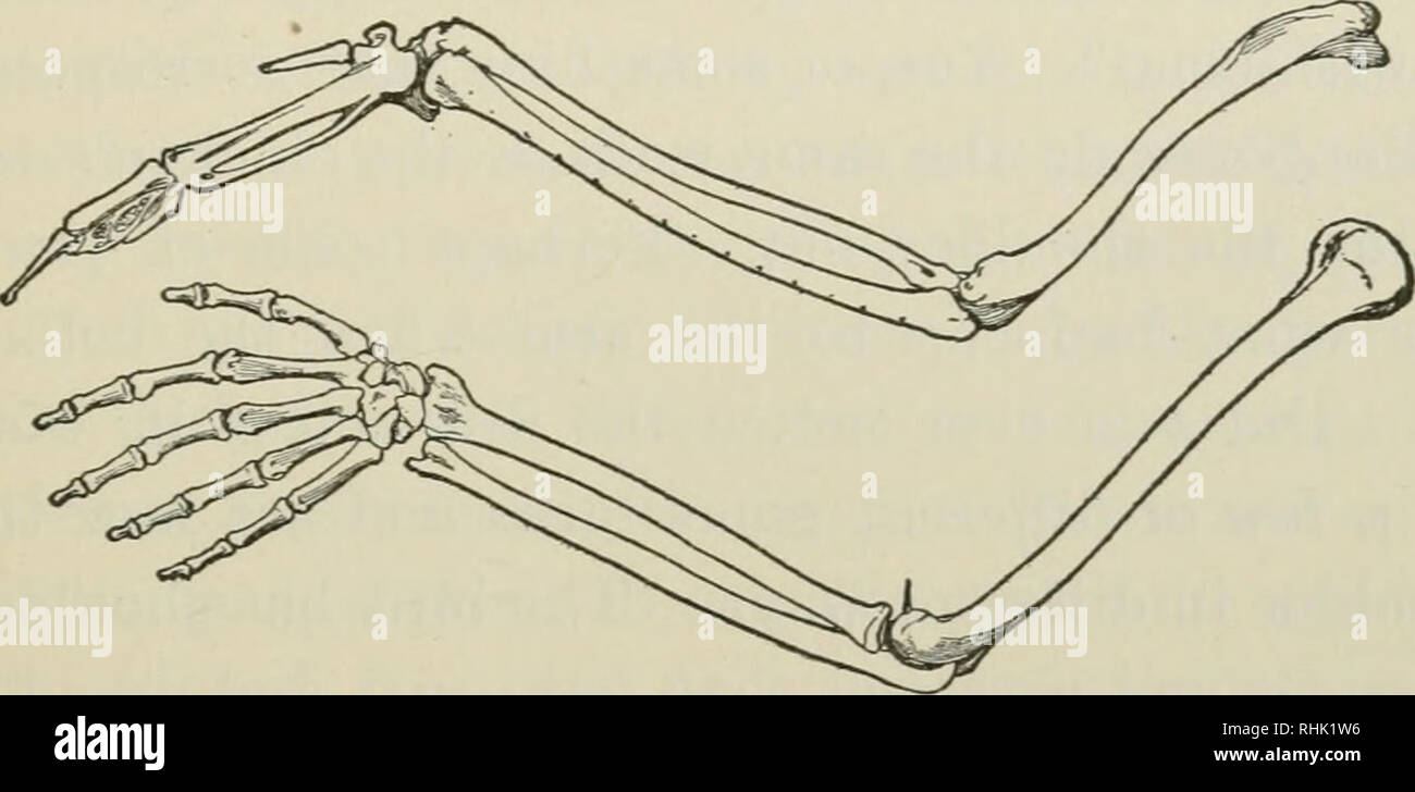 The bird book. Birds. COMPARING BONES. 69 (called in birds the  tibio-tarsus), which runs from knee to ankle, and the tarso-metatarsus  (usually called the &quot; tarsus &quot;), which is the part